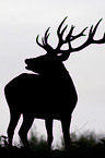 male red deer