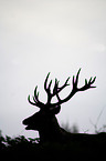 male red deer