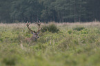 stag