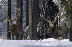 stags