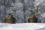 stags