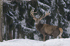 stag