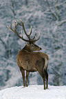 stag