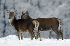 red deer