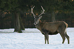 red deer