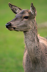 red deer