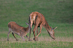 red deer