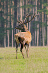 red deer