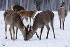 red deer