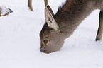 red deer