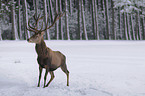 red deer