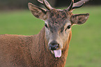 red deer