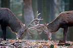 red deer