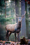 red deer