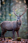 red deer