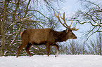 red deer