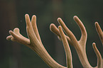 antler