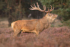 red deer