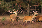 red deer