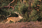 red deer