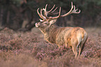 red deer