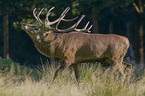 red deer