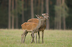 red deer