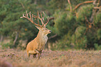 red deer