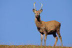 red deer