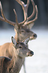 red deer