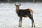 red deer