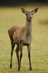 red deer