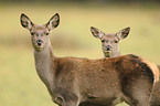 red deer