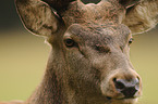 red deer