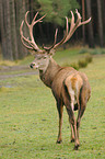 red deer