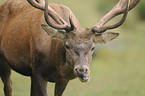 red deer