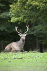 red deer