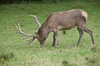 red deer