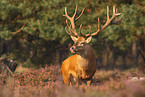 red deer