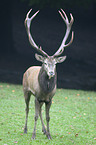 red deer