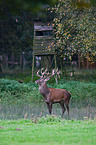 red deer