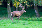 red deer