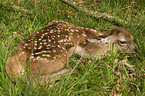 young red deer