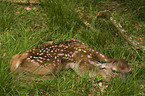 young red deer