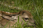 young red deer