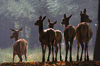 red deer