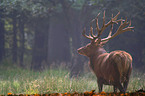 red deer