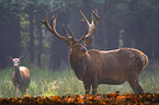 red deer