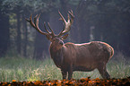 red deer