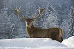 red deer